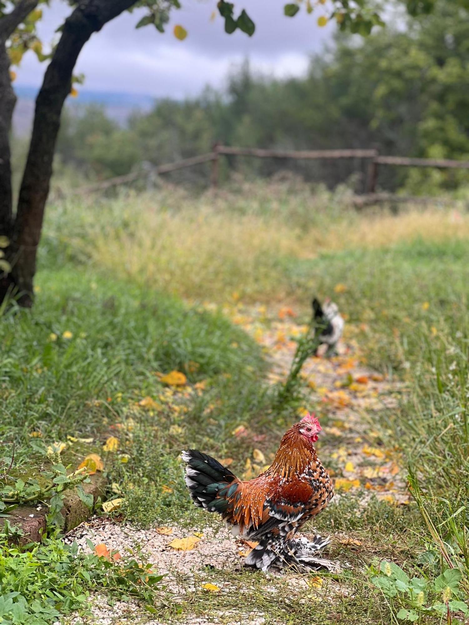 Tenuta Gran Bosco Loro Piceno Zewnętrze zdjęcie